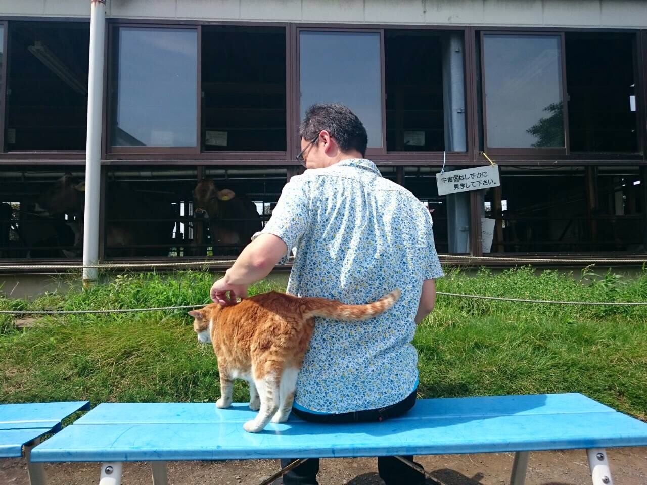 猫にからまれている様子