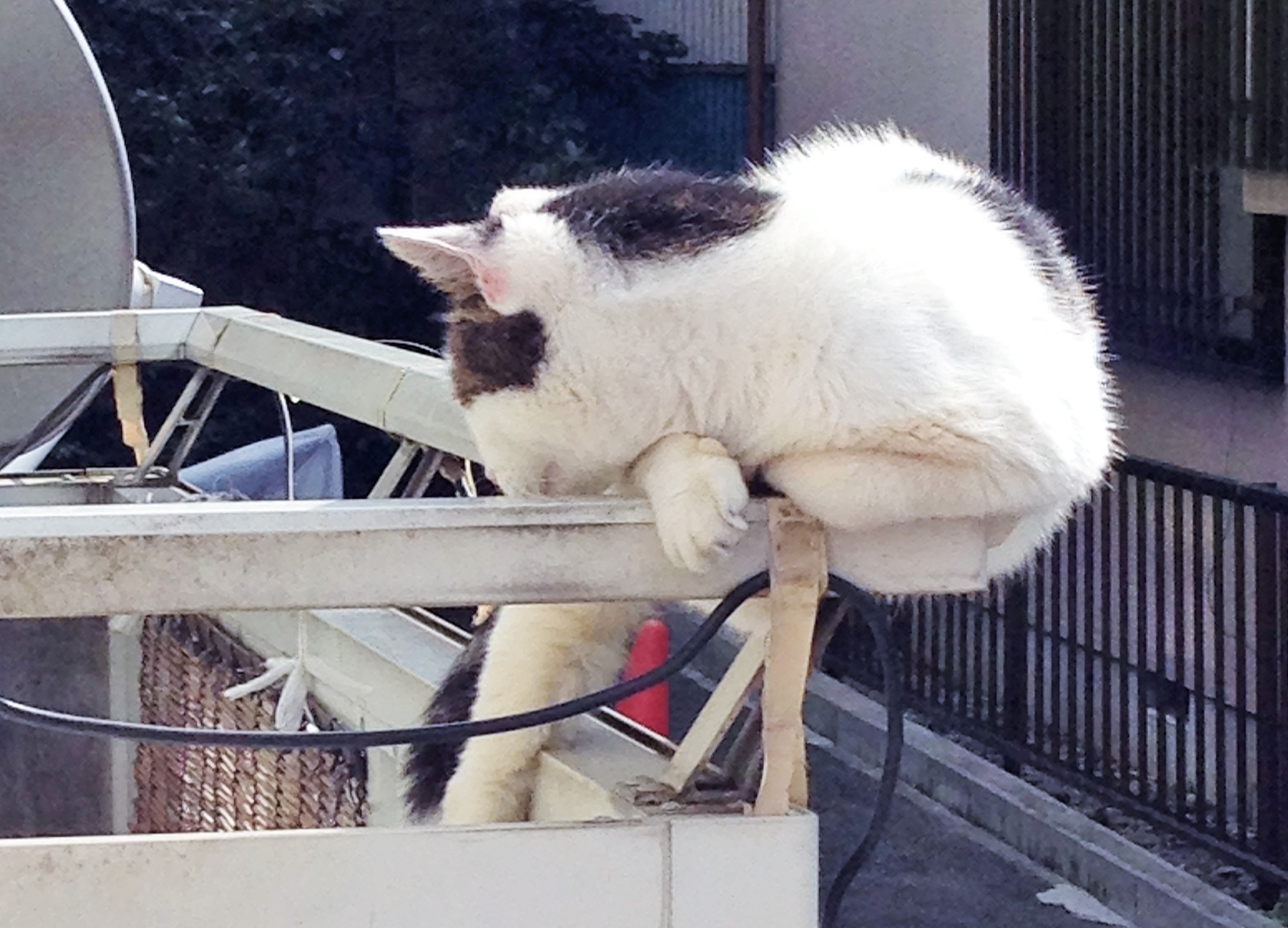 どこに乗っかてるの？猫